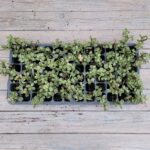 Портулакария черенки — изображение 2