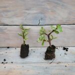 Портулакария черенки — изображение 3