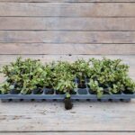 Портулакария черенки