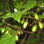 Актинидия коломикта Виноградная "Vinogradnaya" d12