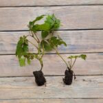 Роициссус черенки — изображение 2