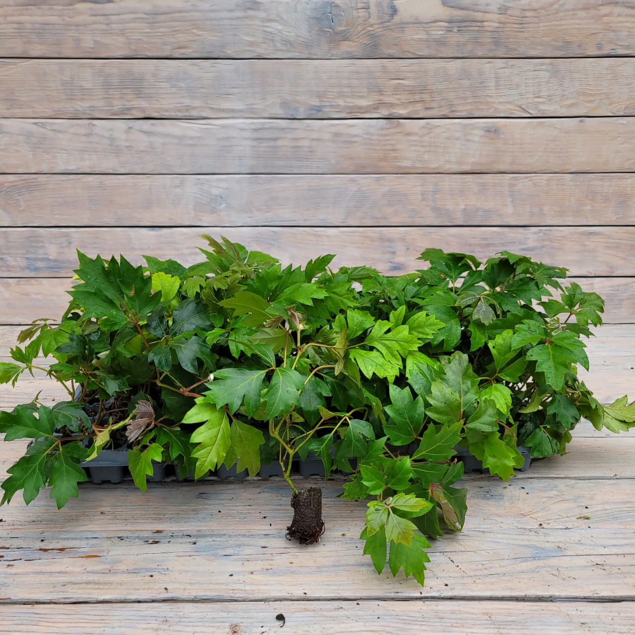 роициссус Роициссус черенки — изображение 1