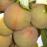 Слива То Че Сан(То Си Сан) "T.C.Sun" 6-7 л