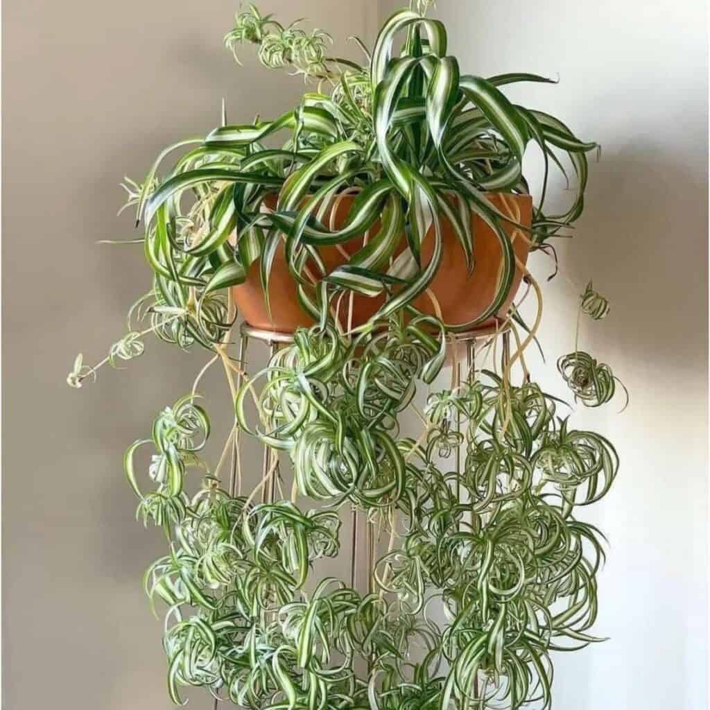 sm-10136-pruning-spider-plant-ig-official_plants-01-t1-1024x1024 Хлорофитум Хохлатый Бонни (кудрявый) кашпо d15 — изображение 1