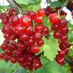 Смородина красная Натали 3,5 л