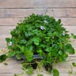 Виола хедерацея черенки — изображение 4