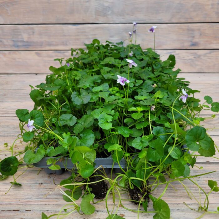 Виола хедерацея черенки — изображение 4