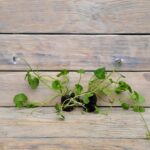 Виола хедерацея черенки — изображение 3