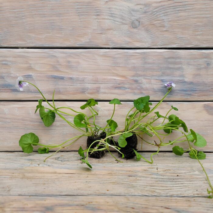 Виола хедерацея черенки — изображение 3