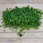 Виола хедерацея черенки — изображение 2