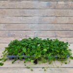 Виола хедерацея черенки