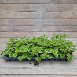 Плектрантус колеусовидный (пестрый) черенки