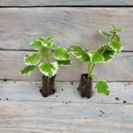 Плектрантус колеусовидный (пестрый) черенки — изображение 3