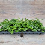 Ламиаструм (Зеленчук) черенки