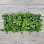 Ламиаструм (Зеленчук) черенки — изображение 2