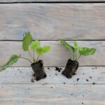 Ламиаструм (Зеленчук) черенки — изображение 3