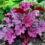 Гейхера Берри Смузи "Berry Smoothie" d9-10