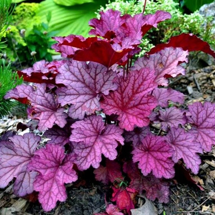 Zurawka-BERRY-SMOOTHIE-piekna-barwa-W-DONICZCE Гейхера Берри Смузи "Berry Smoothie" d9-10 — изображение 1