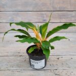 Хлорофитум Грин Оранж d9-10