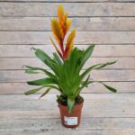 Бромелия d12 МФ (т)