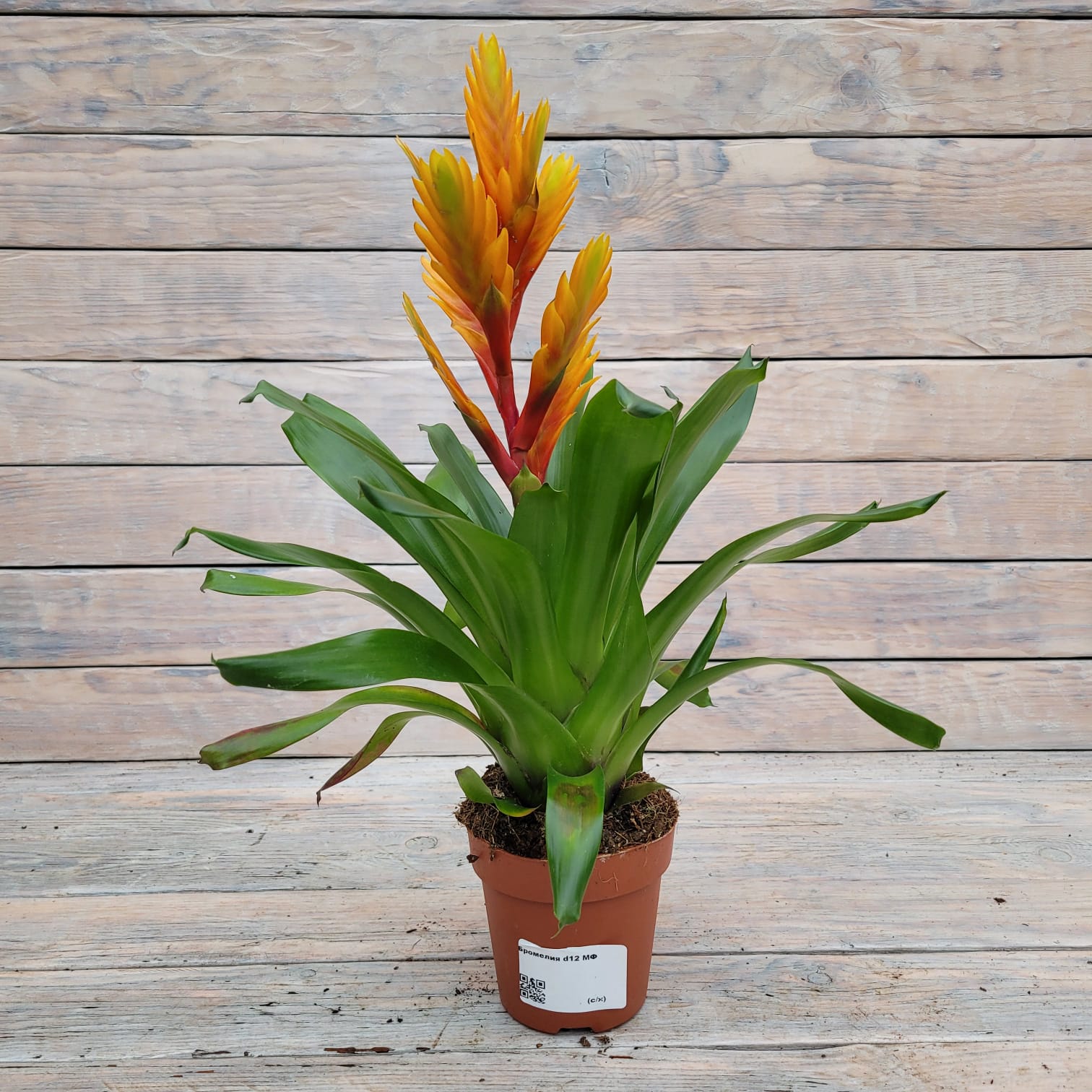 2746db92-34a3-4d63-bdf2-433cb3e749aa Бромелия d12 МФ (т) — изображение 1