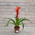 Гузмания d12 МФ (т)