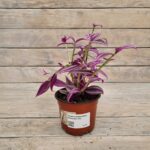 Традесканция Пинк Парадайз d12