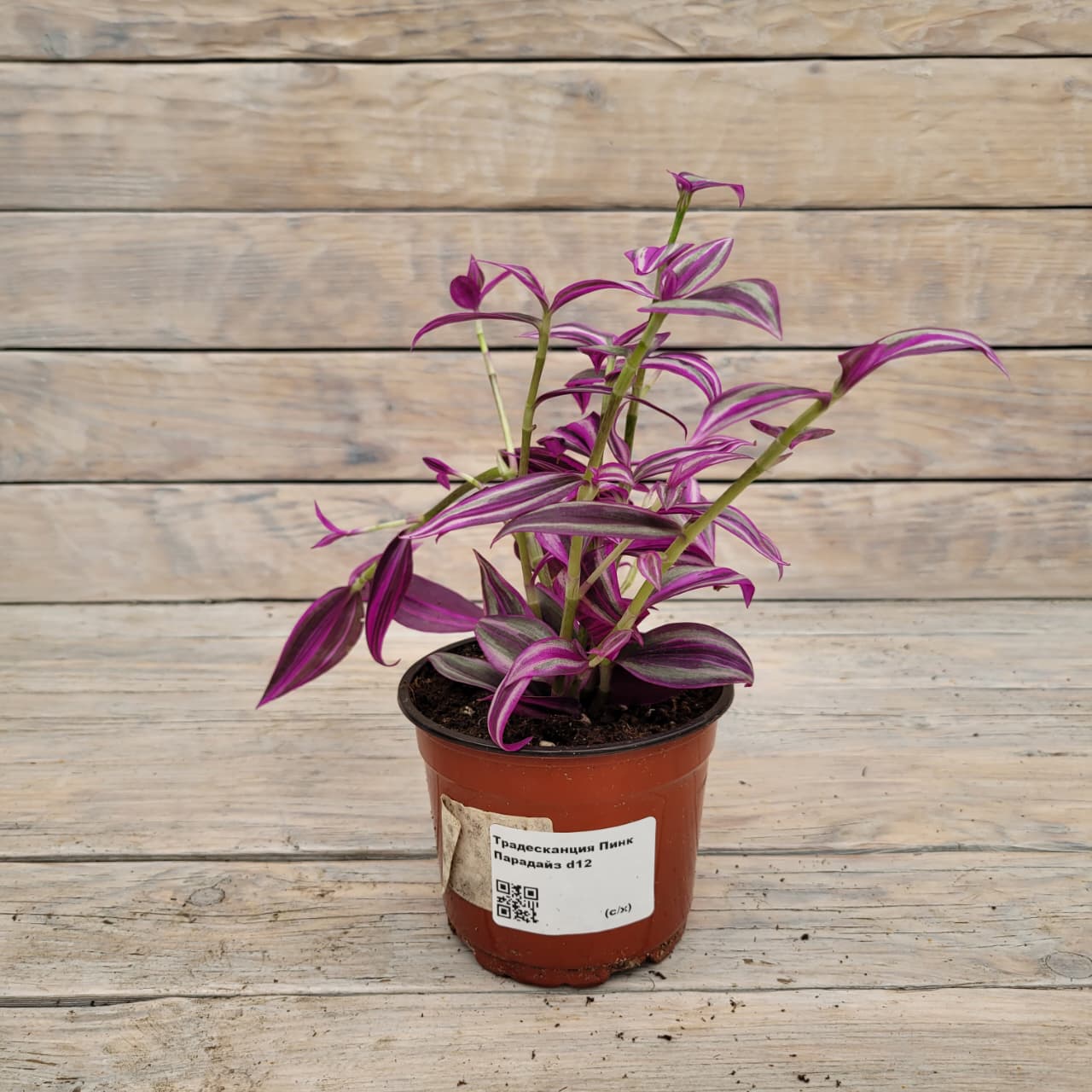 44ef0362-9f5b-42fc-9666-5ef8f5efb3d3 Традесканция Пинк Парадайз d12 — изображение 1
