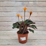 Калатея d14 (т) МФ