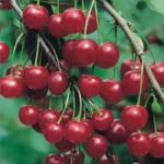 Вишня Молодежная ОКС (п)