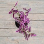 Традесканция Пинк Парадайз d12 — изображение 2