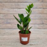 Замиокулькас d12 (т) МФ