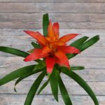 Гузмания d12 МФ (т) — изображение 2