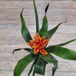 Эхмея d15 (т) МФ — изображение 4