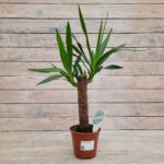 Юкка d14 (т) МФ