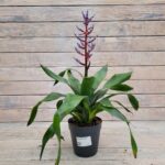 Эхмея d15 (т) МФ