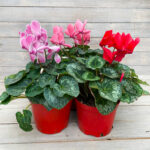 Цикламен d12 (стандарт)