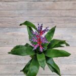 Эхмея d15 (т) МФ — изображение 2