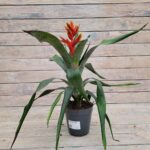 Эхмея d15 (т) МФ — изображение 3