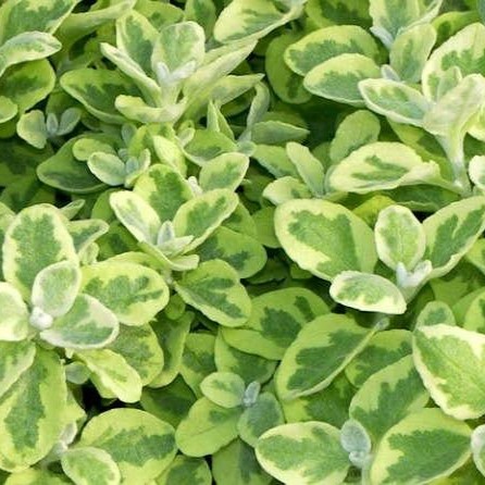 eabfd20c0f2b0caeee95d5b74bd9db58 Гелихризум Вариегата "Variegata" кашпо d23 — изображение 1