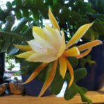 Эпифиллум d23