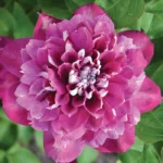 Клематис махровый Хот Киссес d15