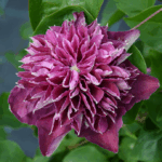 Клематис махровый Хот Лав d15