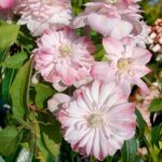 Клематис махровый Инносент Блаш d15