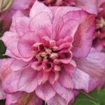 Клематис махровый Инносент Гланс d15