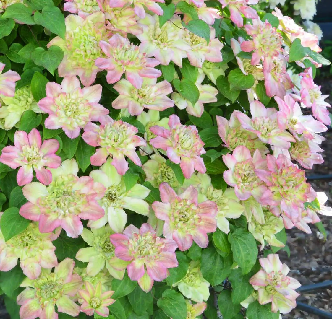 Клематис махровый Пистачио Кейк Клематис махровый Пистачио Кейк d15 — изображение 1