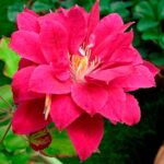 Клематис махровый Ред Стар d15