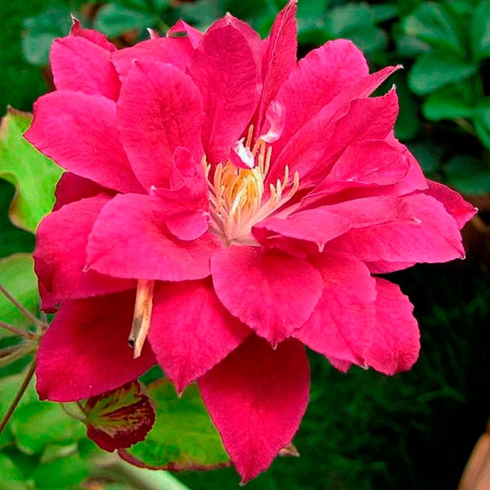 Клематис махровый Ред Стар Клематис махровый Ред Стар d15 — изображение 1