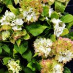 Клематис махровый Сэн-но-Казе d15