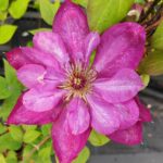 Клематис полумахровый Бёздей Гёрл d15